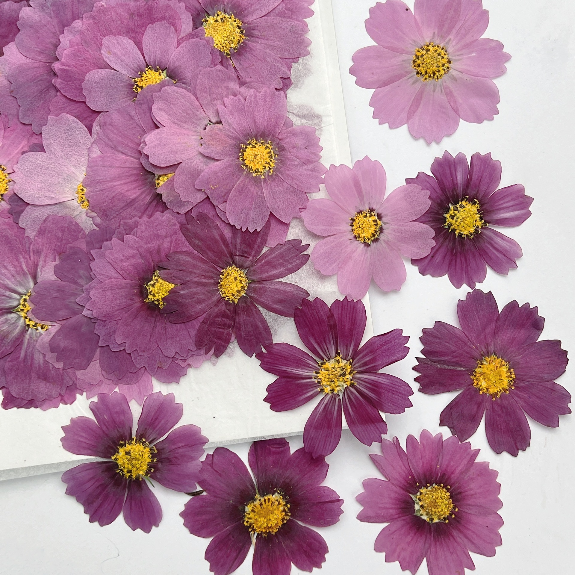 Dried Flower Bouquet - 100Pcs Cosmos Dried Flower Pressed Plant