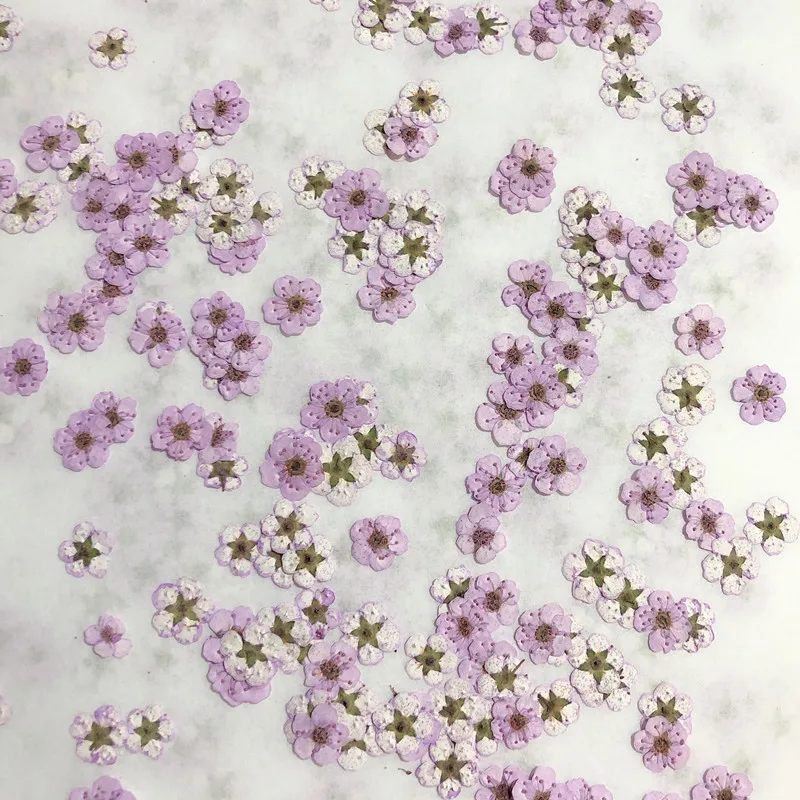 Pressed mini Narcissus Dried F – обзор и цена Dried Flower Bouquet