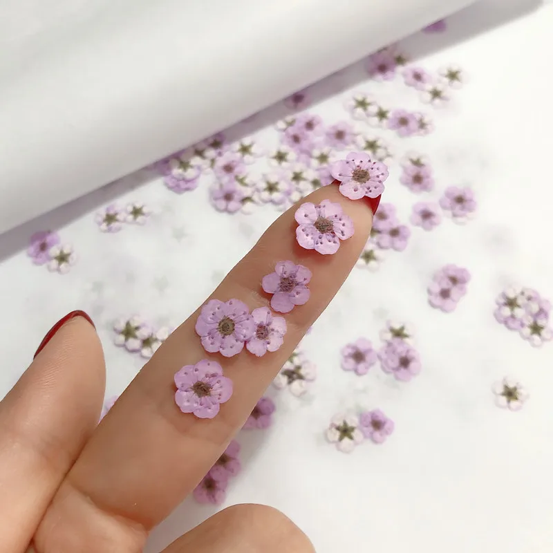 Pressed mini Narcissus Dried F – обзор и цена Dried Flower Bouquet
