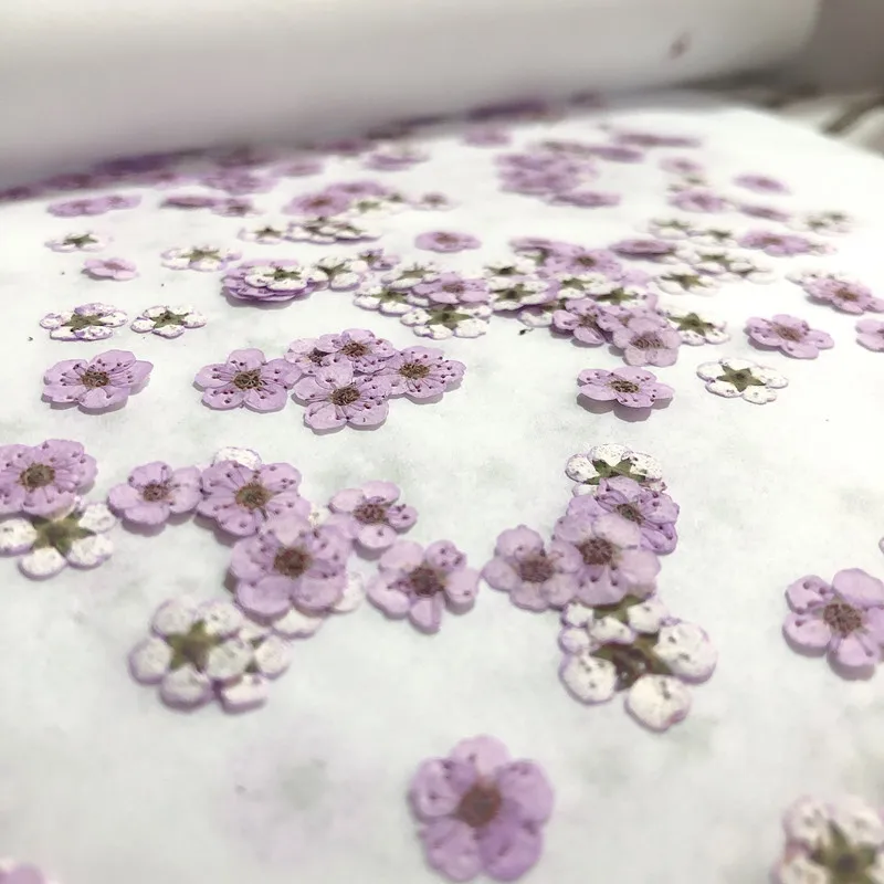 Pressed mini Narcissus Dried F – обзор и цена Dried Flower Bouquet