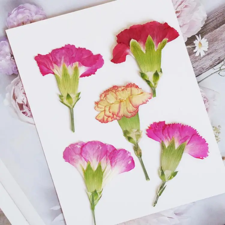 6pcs/4-7cm,Carnation dried flo – обзор и цена Dried Flower Bouquet