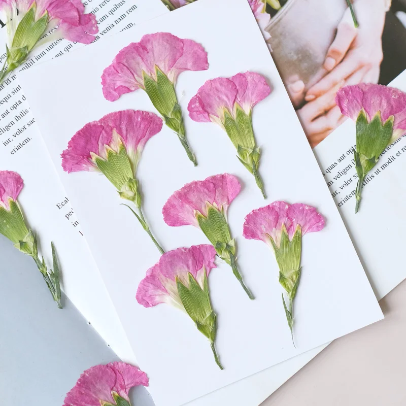 6pcs/4-7cm,Carnation dried flo – обзор и цена Dried Flower Bouquet