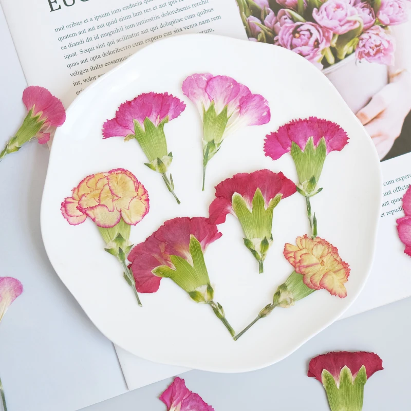 6pcs/4-7cm,Carnation dried flo – обзор и цена Dried Flower Bouquet