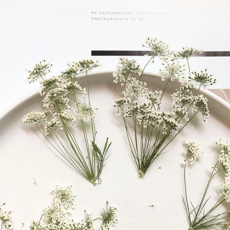 5-7cm/12pcs,Snow Tiny Flowers  – обзор и цена Dried Flower Bouquet