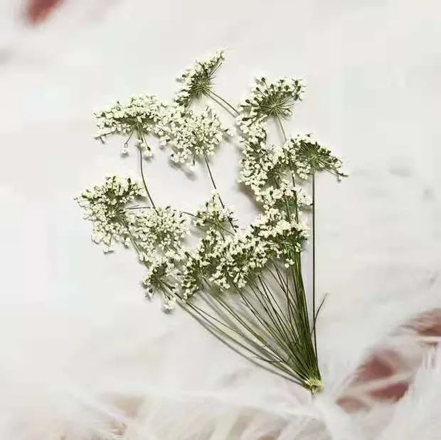 5-7cm/12pcs,Snow Tiny Flowers  – обзор и цена Dried Flower Bouquet