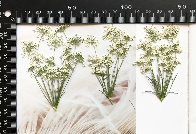 5-7cm/12pcs,Snow Tiny Flowers  – обзор и цена Dried Flower Bouquet