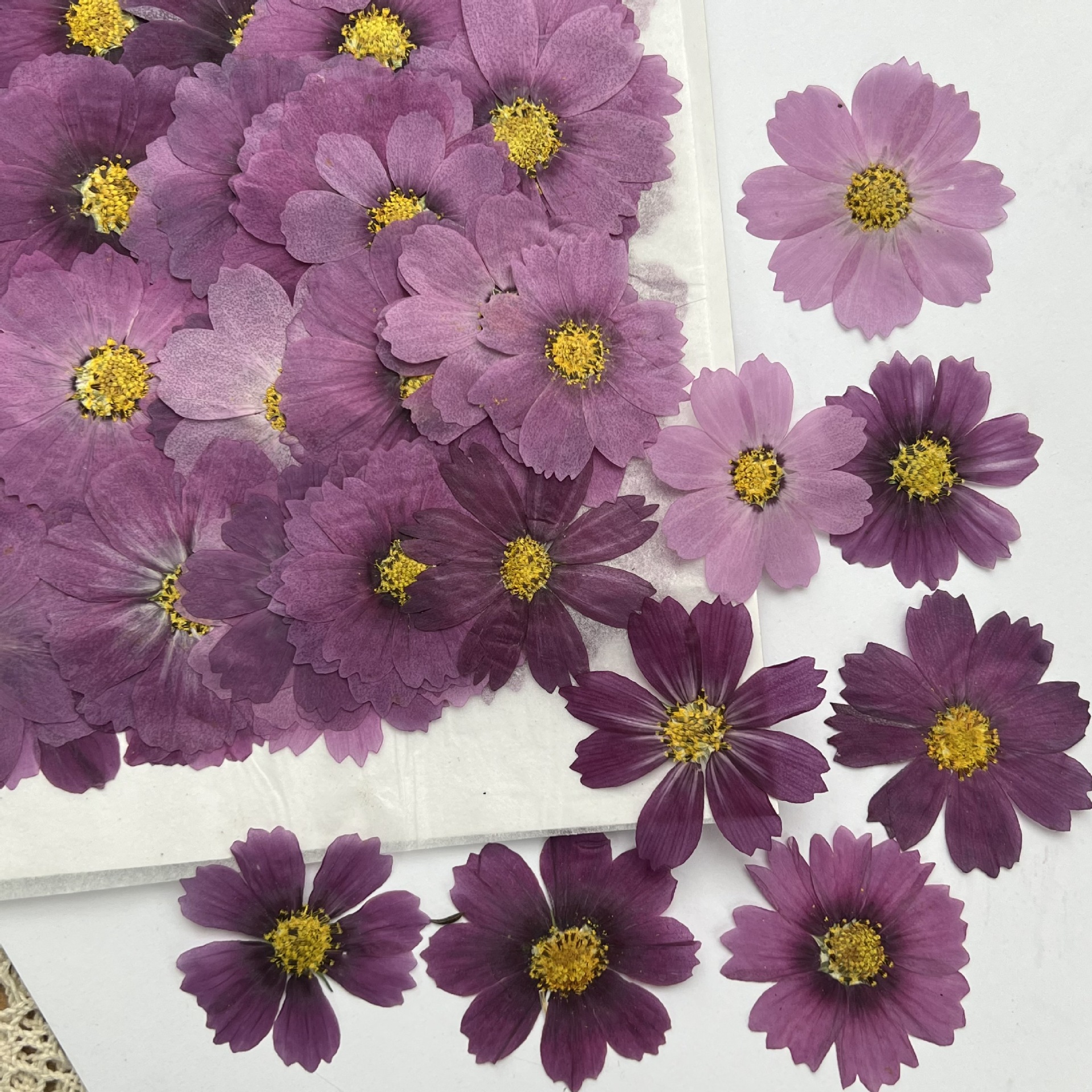 100Pcs Cosmos Dried Flower Pre – обзор и цена Dried Flower Bouquet