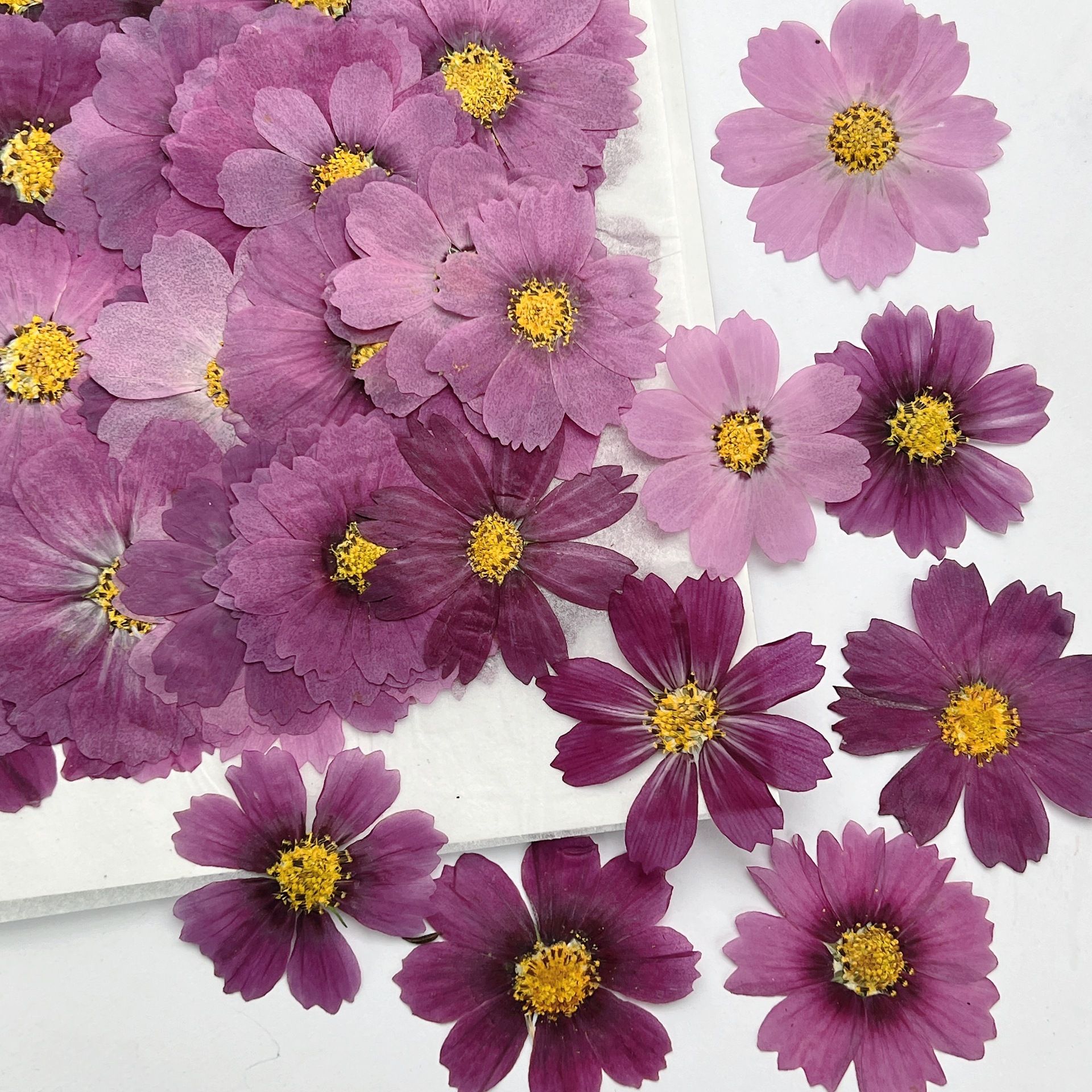 100Pcs Cosmos Dried Flower Pre – обзор и цена Dried Flower Bouquet