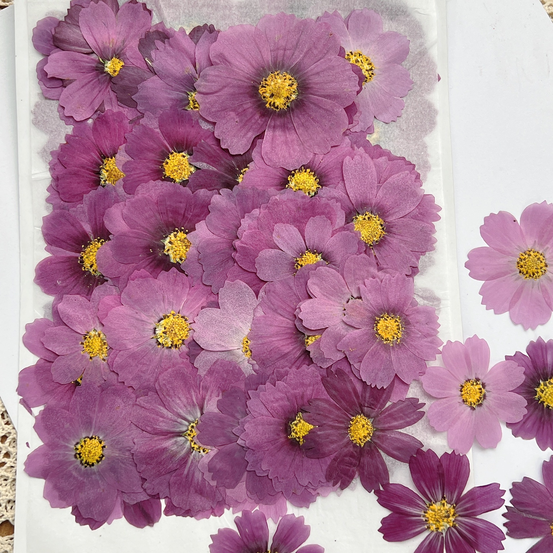 100Pcs Cosmos Dried Flower Pre – обзор и цена Dried Flower Bouquet