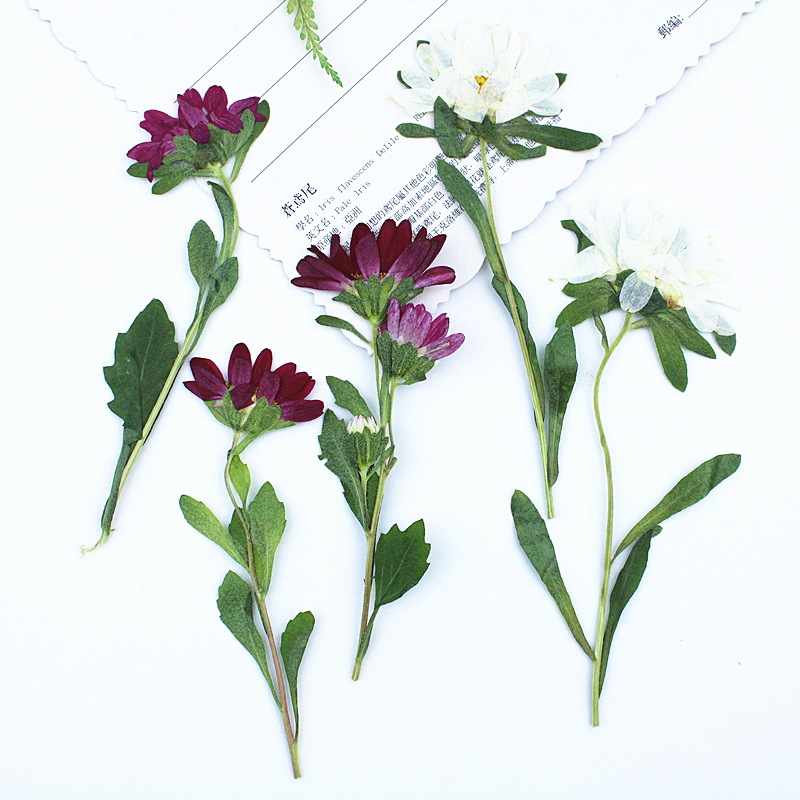 24pcs,Mini Chrysanthemum Press – обзор и цена Dried Flower Bouquet