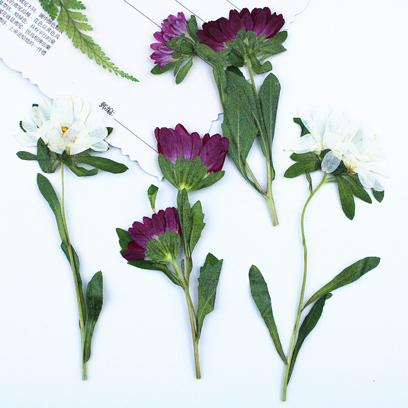24pcs,Mini Chrysanthemum Press – обзор и цена Dried Flower Bouquet