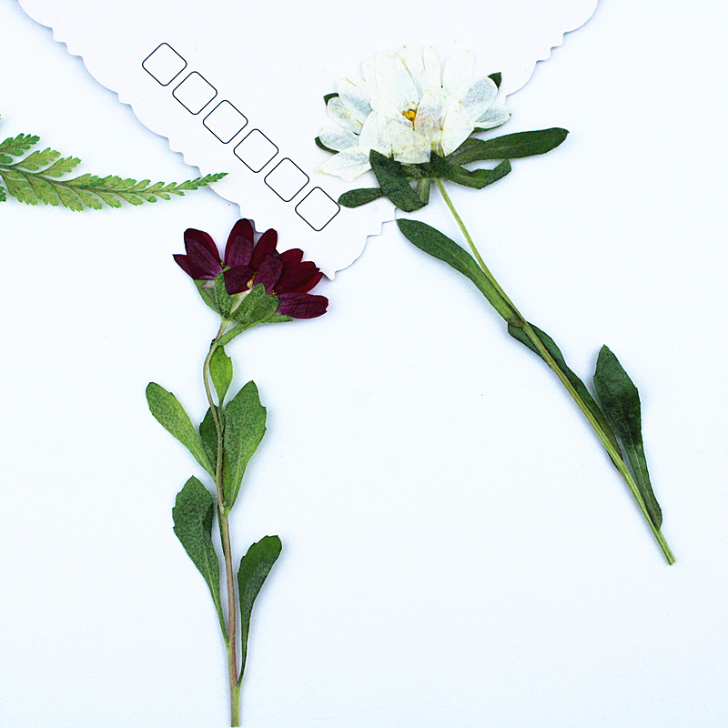 24pcs,Mini Chrysanthemum Press – обзор и цена Dried Flower Bouquet