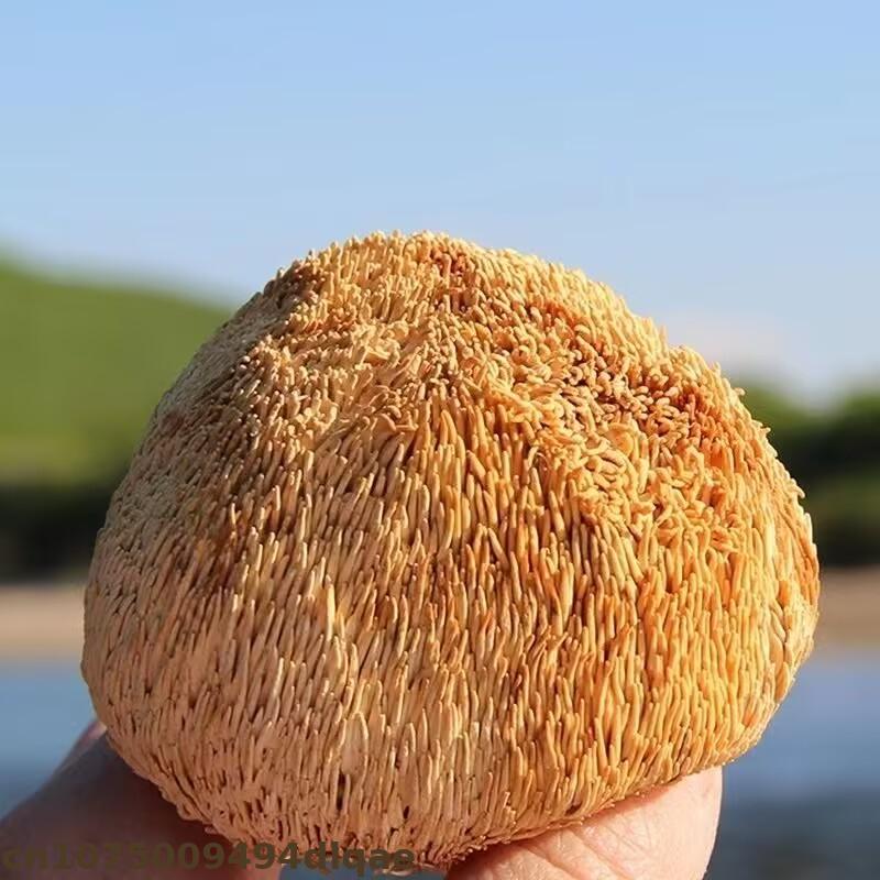 Premium Dried Lion's Mane Mush – обзор и цена Home Decor Rattan