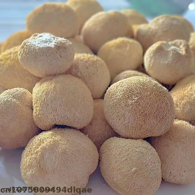 Premium Dried Lion's Mane Mush – обзор и цена Home Decor Rattan