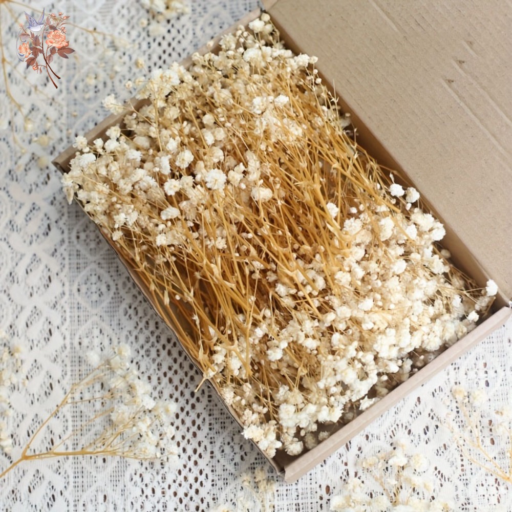 100pcs Mini Dried Baby's Breat – обзор и цена Dried Flower Bouquet
